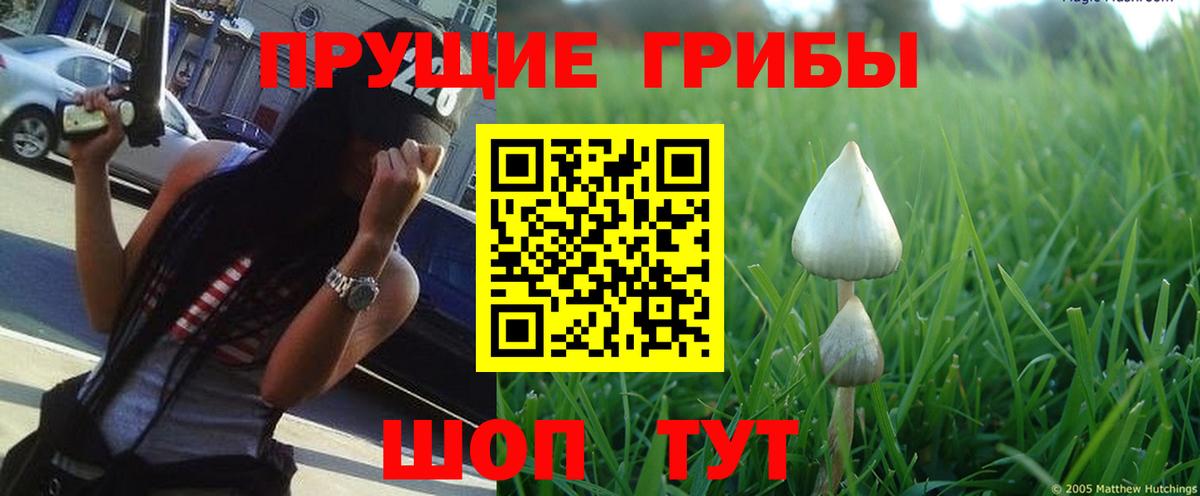 Галлюциногенные грибы GOLDEN TEACHER  где найти   Галлюциногенные грибы MAGIC MUSHROOMS  Осинники  Вход с VPN 